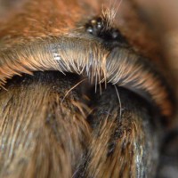 Grammostola rosea