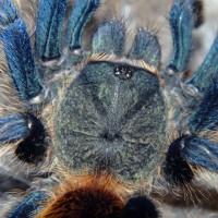 Chromatopelma cyaneopubescens