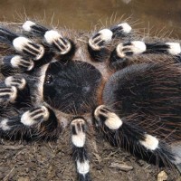Acanthoscurria geniculata