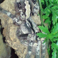 Given to me as an adult female P. regalis