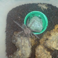 Lasiodora parahybana Sling