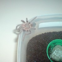 Lasiodora parahybana Sling2