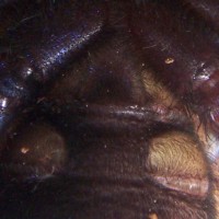 P. metallica