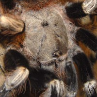 Nhandu chromatus