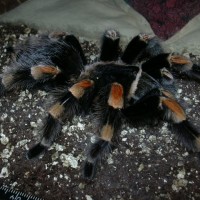 7"+smithi