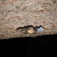 limax copulating