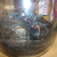 Chromatopelma