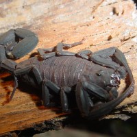 Tityus asthenes (Peru)