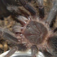 Lasiodora parahybana