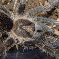Phormictopus cancerides