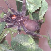 Psalmopoeus irminias male or female???
