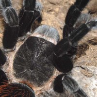 Brachypelma vagans