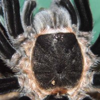 Brachypelma vagans