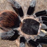 Brachypelma vagans