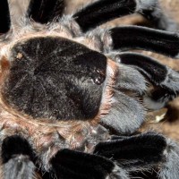 Brachypelma vagans