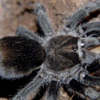 Grammostola pulchra