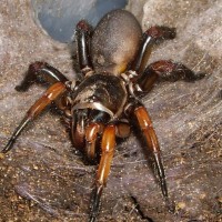 Liphistius sp. ( trapdoorspider )