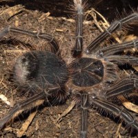 Theraphosa apophysis