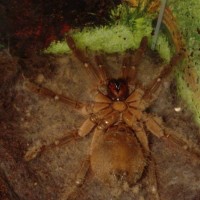 Theraphosa Blondi