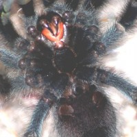 Avicularia avicularia