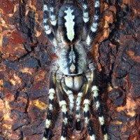 Poecilotheria fasciata