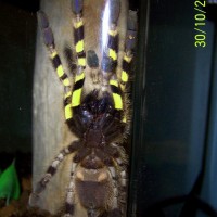 P. Regalis juvenile female