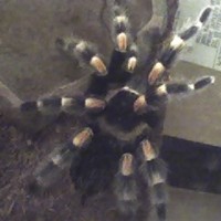 b. smithi (calypso)