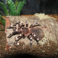 Acanthoscurria geniculata