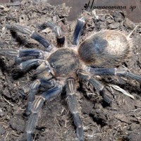 homoeomma sp "blue"
