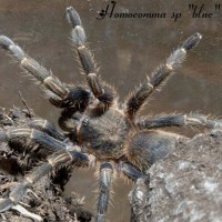 homoeomma sp "blue"