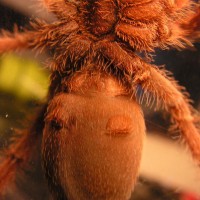 Citharischius crawshayi animal2