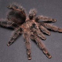 Avicularia merianae