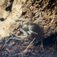 Giant crab spider/huntsman