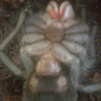 G. pulchra fresh molt, ventral opinions?