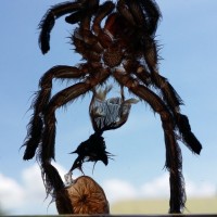 Avicularia braunshauseni M or F?