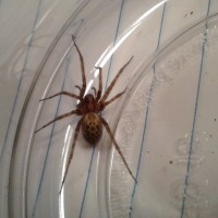 Spider ID?