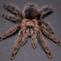 Avicularia merianae