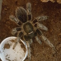 A. Seemanni