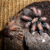 2.25" Brachypelma Emilia