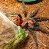 Crouching Tiger, Hidden Cricket (♂ Chromatopelma cyaneopubescens 2.75")