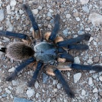 Monocentropus balfouri