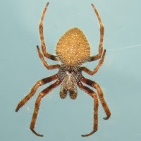 Eriophora ravilla (Tropical Orbweaver)