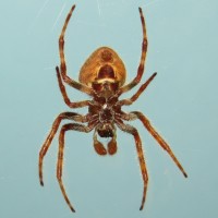 Eriophora ravilla (Tropical Orbweaver)