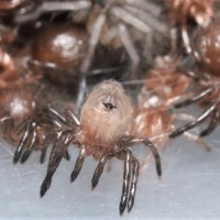 Chilobrachys fimbriatus