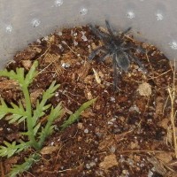 Harpactira pulchripes