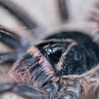 Theraphosa apophysis