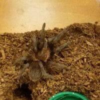 Brachypelma Vagan