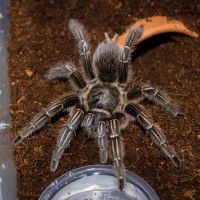 4" ish A. seemanni Suspect Female