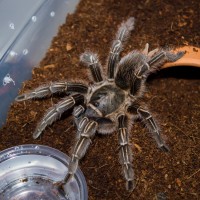 4" ish A. seemanni Suspect Female