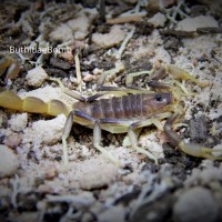 Parabuthus brevimanus - Messum Crater, Namibia